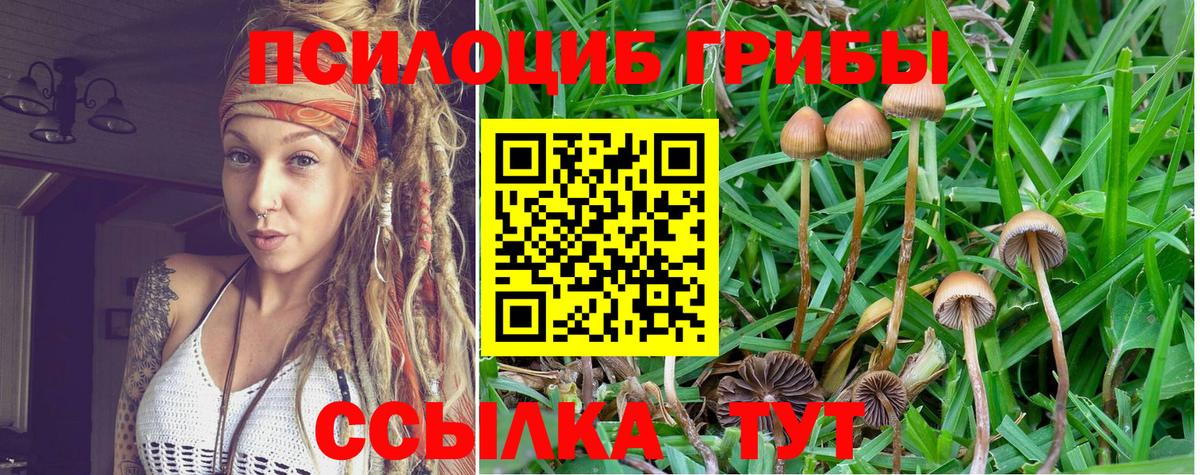 Псилоцибиновые грибы Psilocybine cubensis Бугуруслан